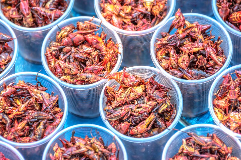 Small plastic cups of chapulines (fried grasshoppers and other insects)