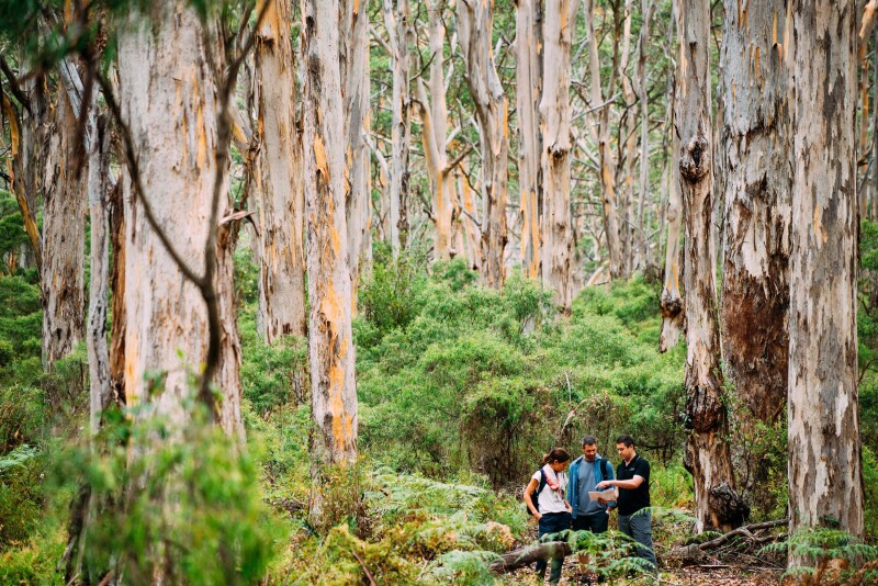 The Margaret River Cape to Cape walk runs through karri and pine forests and beneath limestone cliffs.