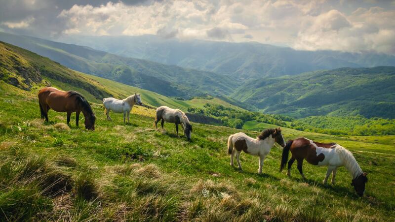 Wild horses roam grasslands near mountains