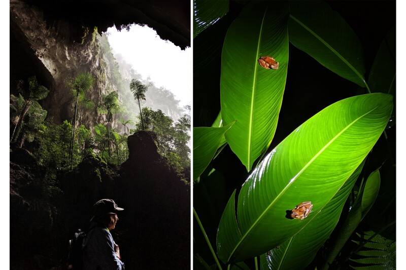 Guests with GeoEx explore Deer Cave—the largest cave passage in the world—in Gunung Mulu National Park and spot many species of frog, snake, and spider on night hikes in the Danum Valley.