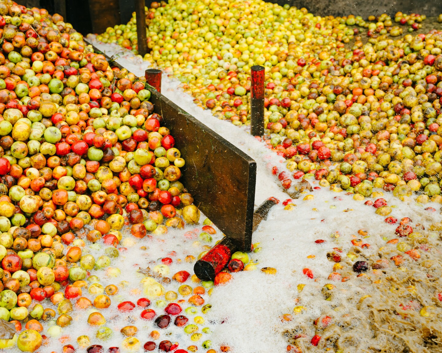 At Domaine du Ruisseau, cider maker Jean-François Leroux grows 36 varieties of apples and has 3,200 trees.