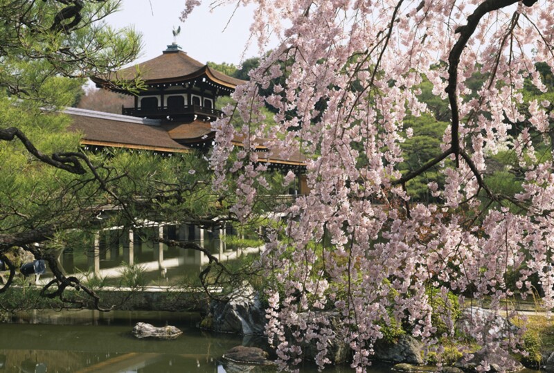 Branches of cherry blossoms in front of historic building