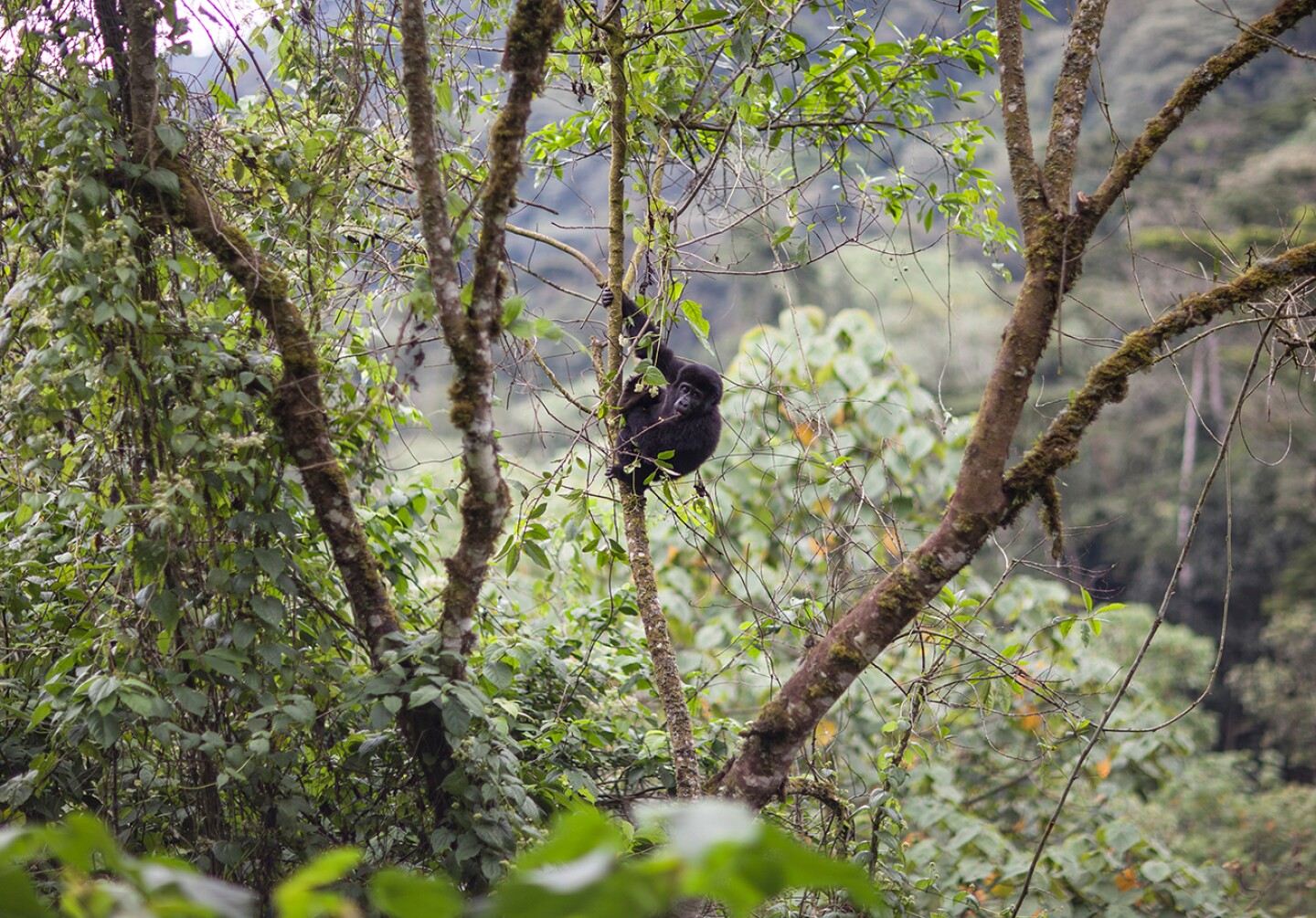 Witness these extremely rare primates in their natural habitat with AmaWaterways’ Rwanda extension.