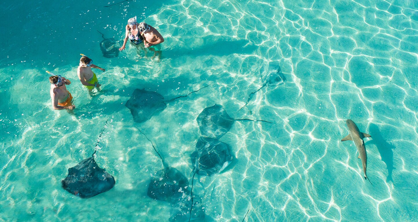 Aerial of family swimming with stingrays