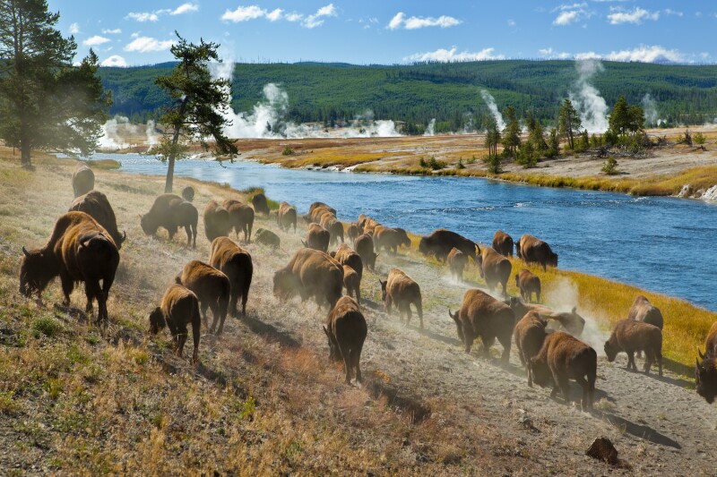 Yellowstone National Park in Wyoming is a popular destination for road tripping RVers.