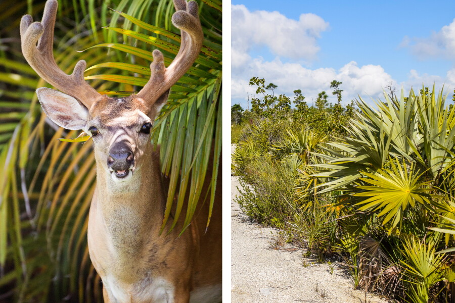 Key Edger How to See Key Deer on Florida's Big Pine Key - AFAR