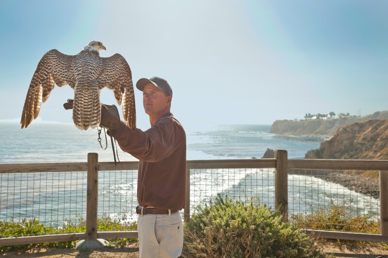 Terranea’s coastal home is the perfect spot to watch its birds of prey soar.