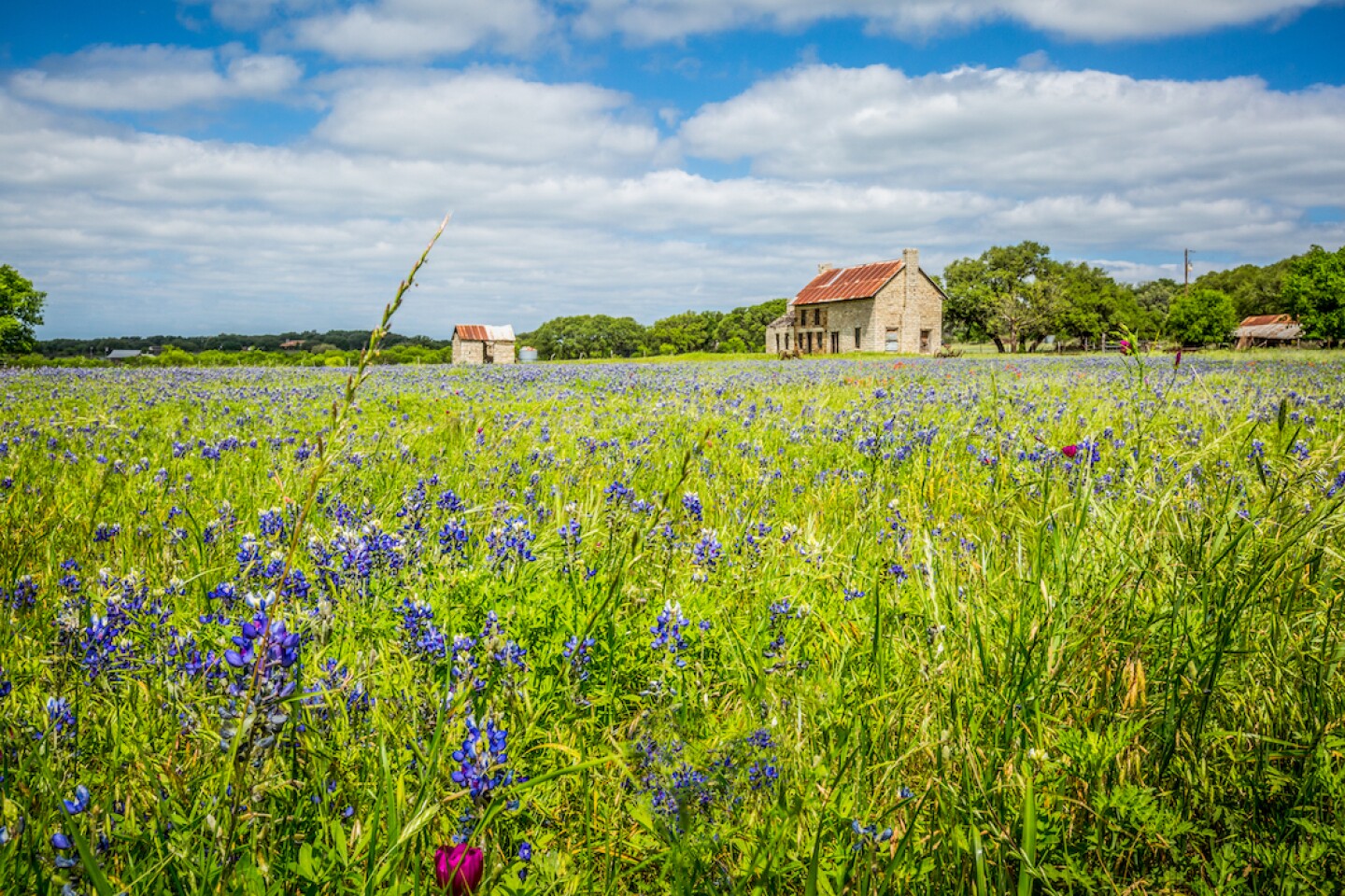 Bluebonnets flowering around the Bluebonnet House in Marble Falls.