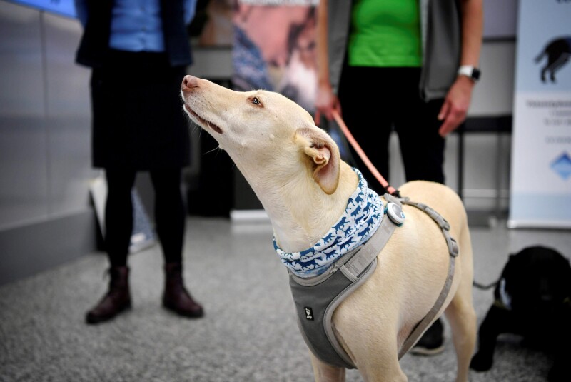 Using coronavirus-sniffing dogs could become a cost-friendly way to identify infected travelers.
