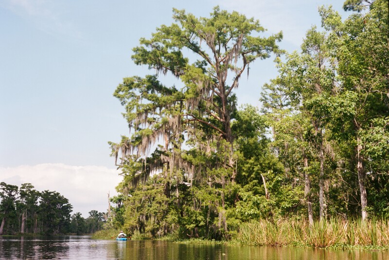 A large tree with Spanish moss on a bank in the Manchac Swamp