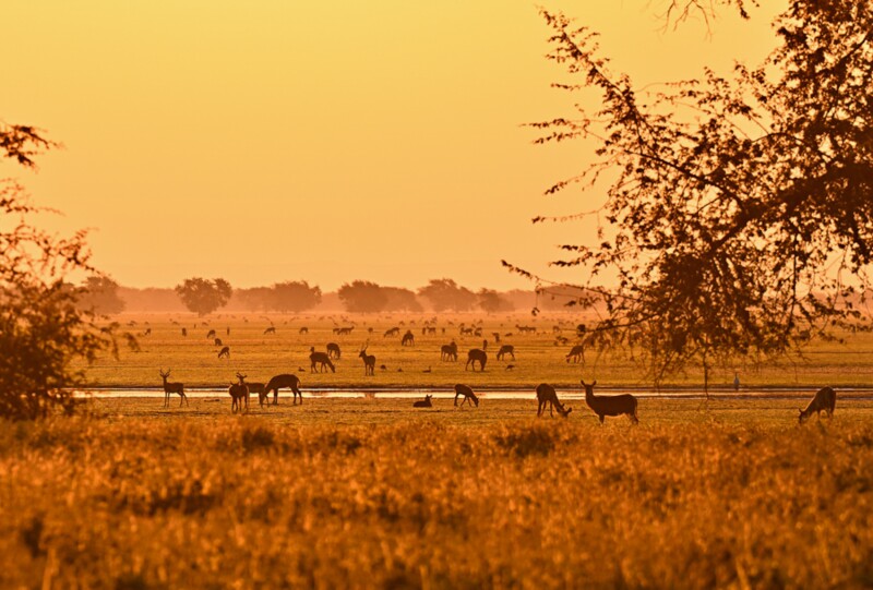 Chicari Camp is surrounded by seasonal wetlands filled with wildilfe.