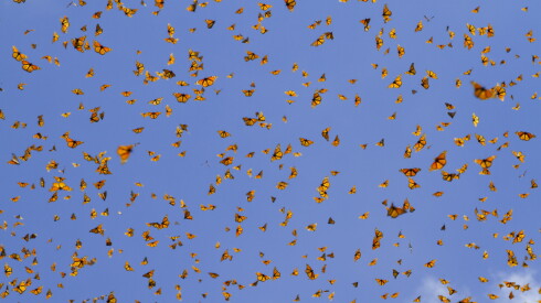 monarch butterflies in blue sky