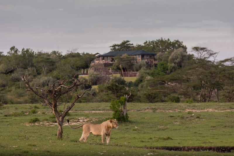 A lion on a green pasture in Kenya
