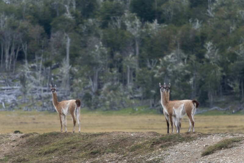 Three Guanacos roaming in the windswept landscape of Porvenir, Chile.