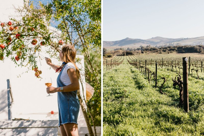 Left: A guest wearing overall shorts holds a glass of rosé and touches a tree branch. Right: Vineyards that produce grapes for Old Vine Chenin Blanc, with mountains in the distance.