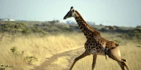 AFRICA ONE. Visit to Nairobi to see Harriet. October 2015