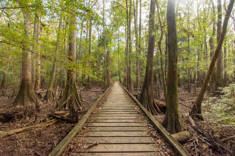 A boardwalk through trees in swamp at Congaree