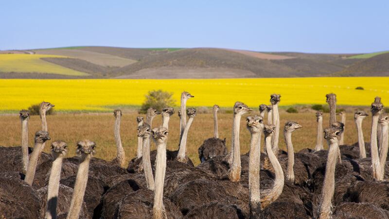 For a road trip in South Africa, drive the Garden Route.
