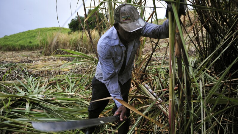 A farmer harvests sugarcane for rum in Martinique.