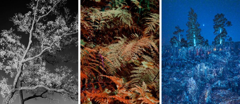 From left to right: an ash tree in Prospect Park, Brooklyn, a lady fern in Nelson, B.C., and a ponderosa pine in El Malpais National Monument, New Mexico