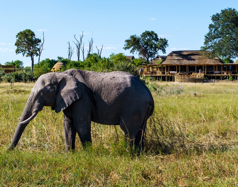 An elephant in a patch of grass, with thatched safari lodge in distance