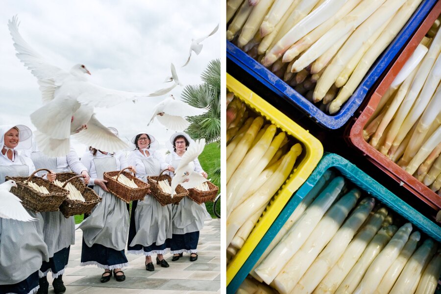 White doves fly past women holding baskets of white asparagus (L); four trays filled with white asparagus (R)