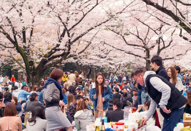Japan_Sakura_Hanami.jpg