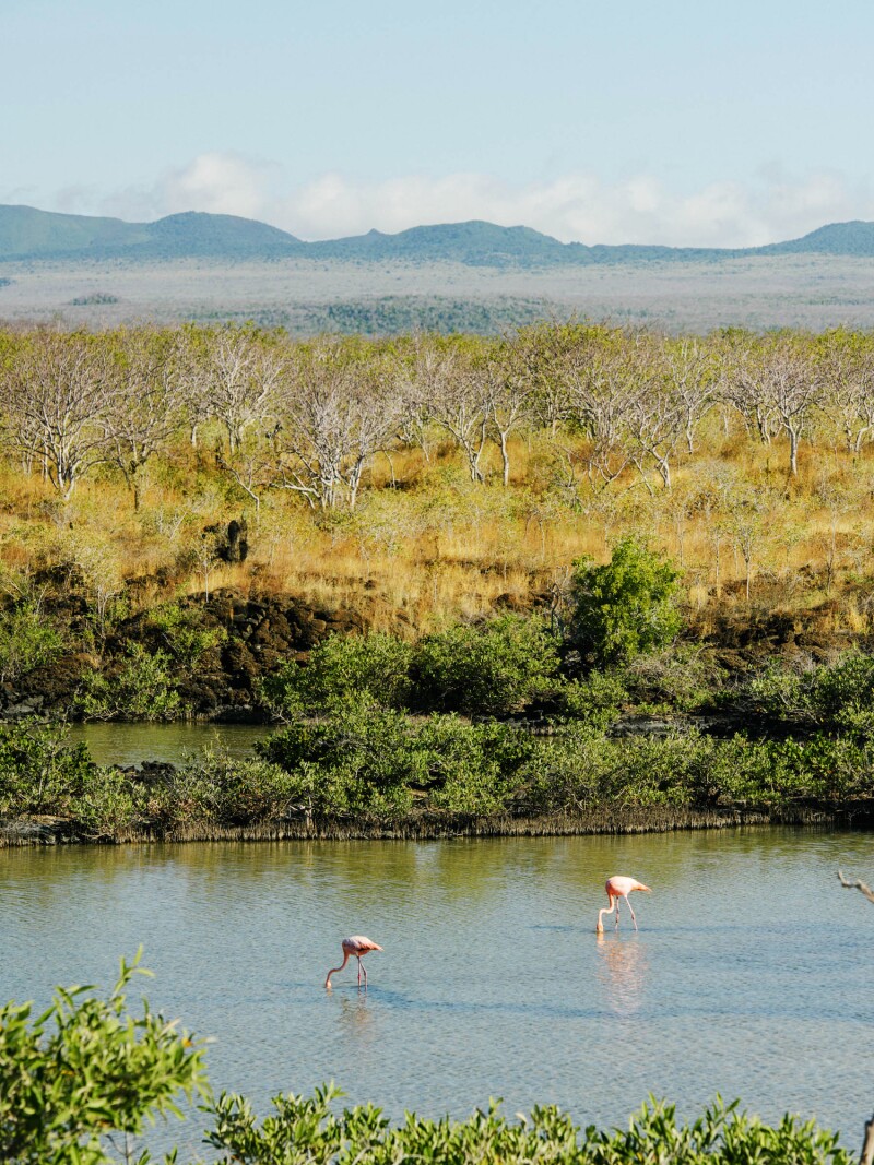 Pink Flamingos near Las Bachas Beach, Isla Santa Cruz, Day 1, Galapagos, Ecuador
