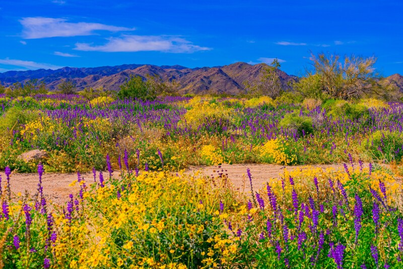 Yellow and purple wildflowers in a desert at Joshua Tree national park.