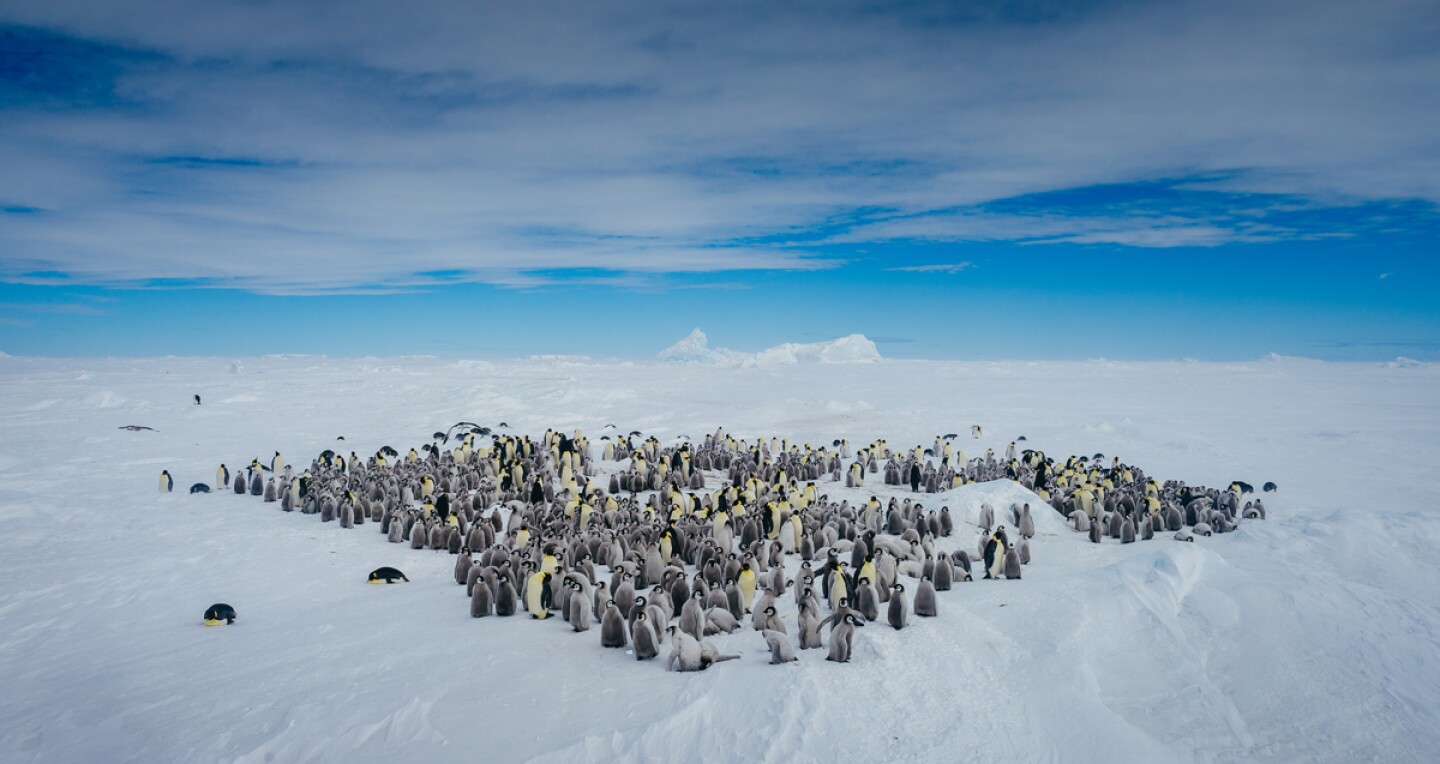 Quark Expeditions penguins