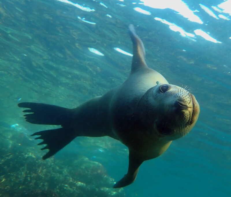A sea lion swimming underwater