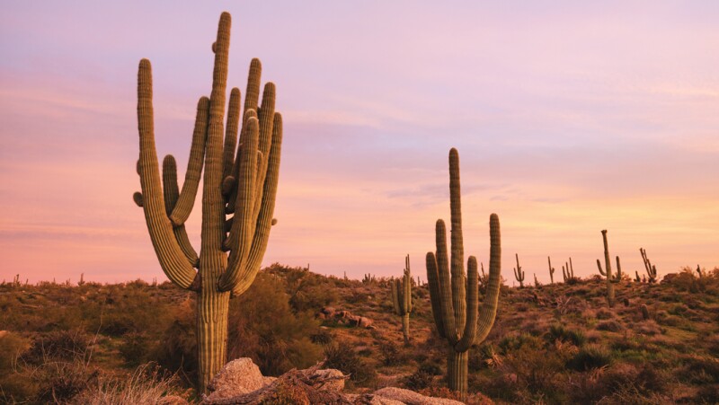 Saguaro cactus at sunset in Scottsdale, Arizona