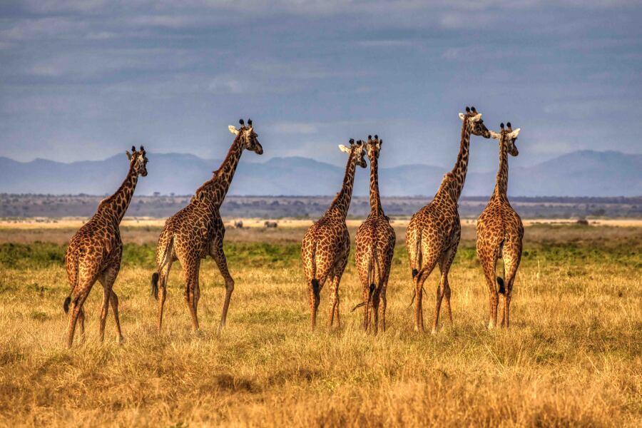 Meet Kenya’s Most Iconic Wildlife