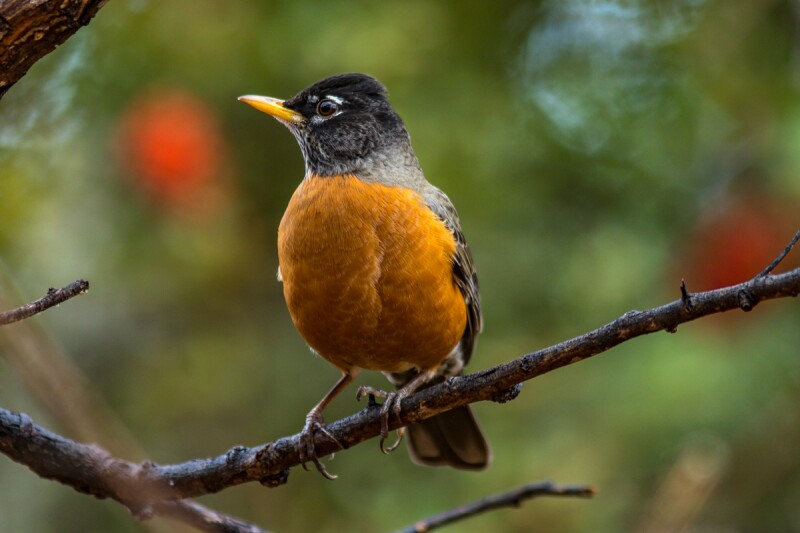 Birdwatching in Tucson