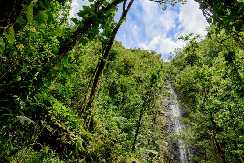The journey to Manoa Falls is as much about the foliage as it is about the falling water.