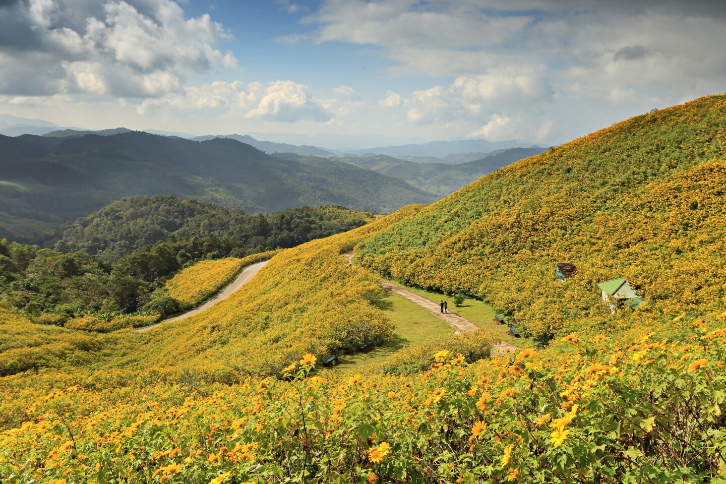 Rolling green hills with yellow wildflowers and a few people on footpath in Mae Hong Son