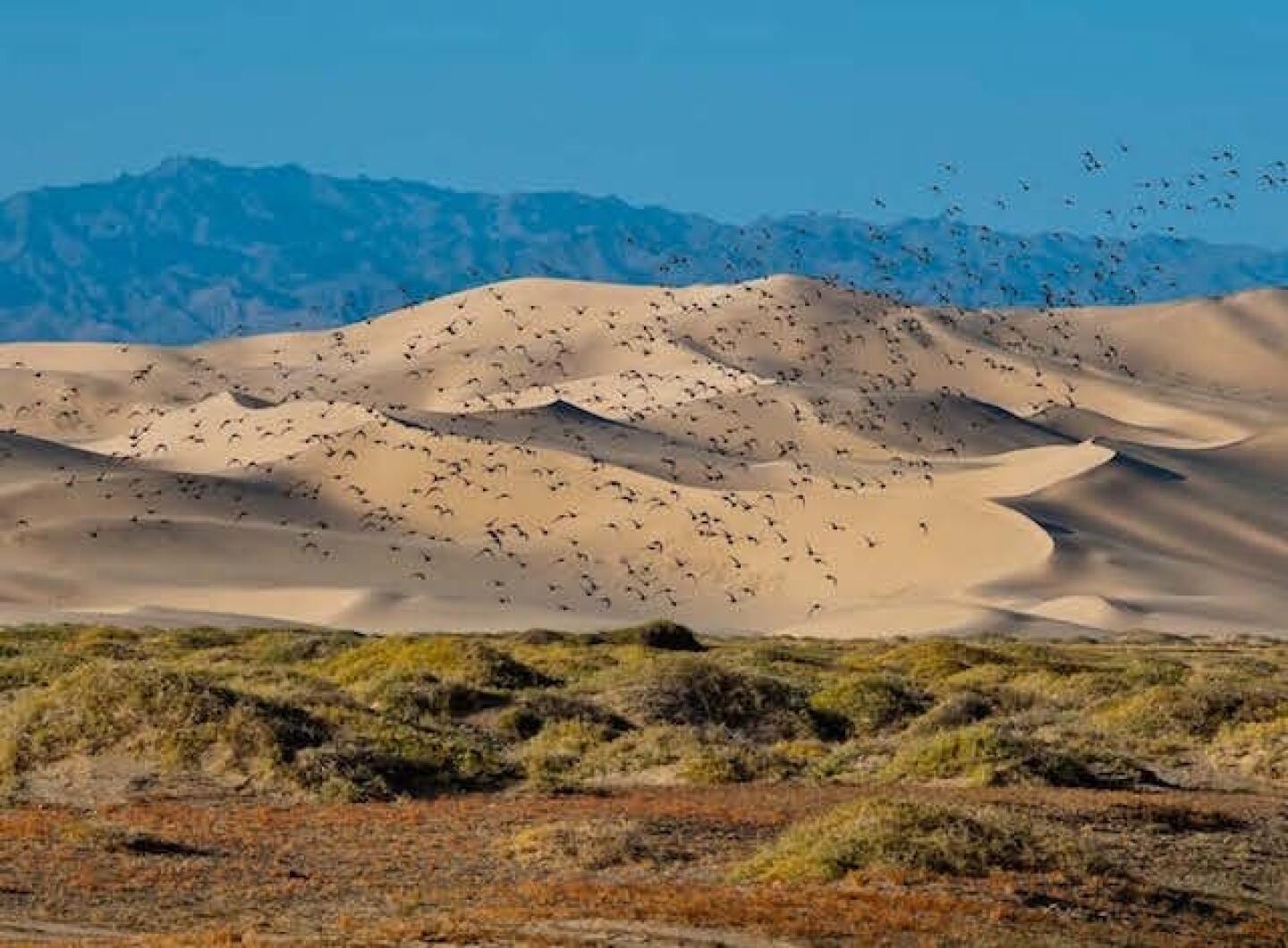 The Gobi Desert, Mongolia
