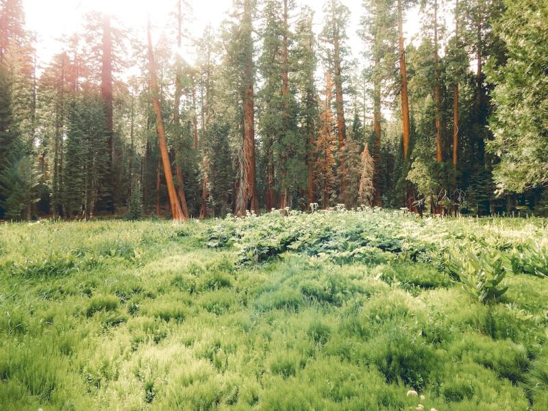 Located along North America’s Pacific Coast, only about a quarter of the California Floristic Province remains in pristine condition.