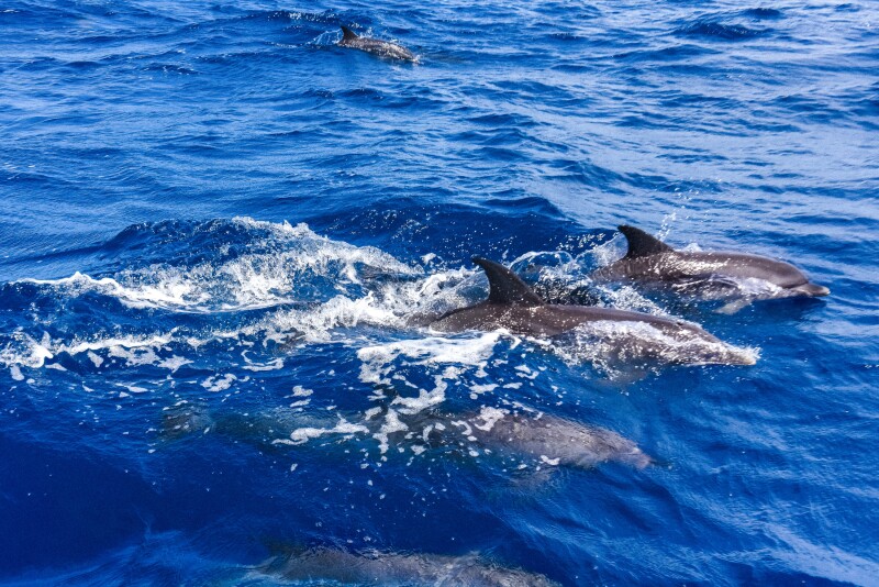 Dolphins swimming Salt Cay