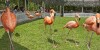 Marching Flamingo show in Ardastra Botanical Gardens in Nassau.
