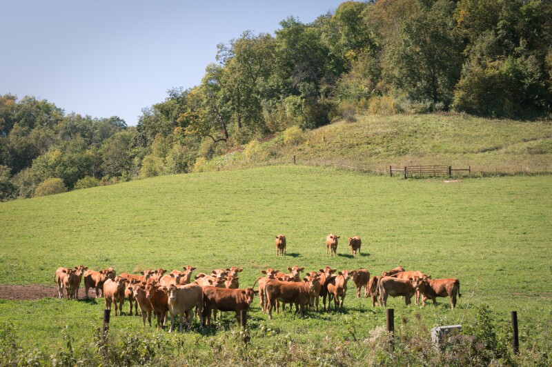 Brown cows grazing on a field of green grass near the town of Viroqua, Wisconsin, forest in the background