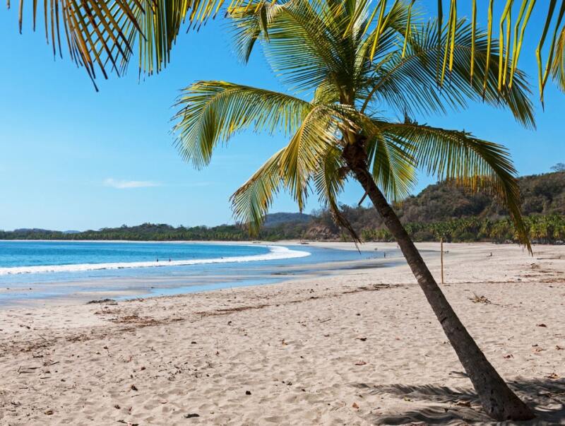 A lone palm tree on beach of crescent-shaped bay