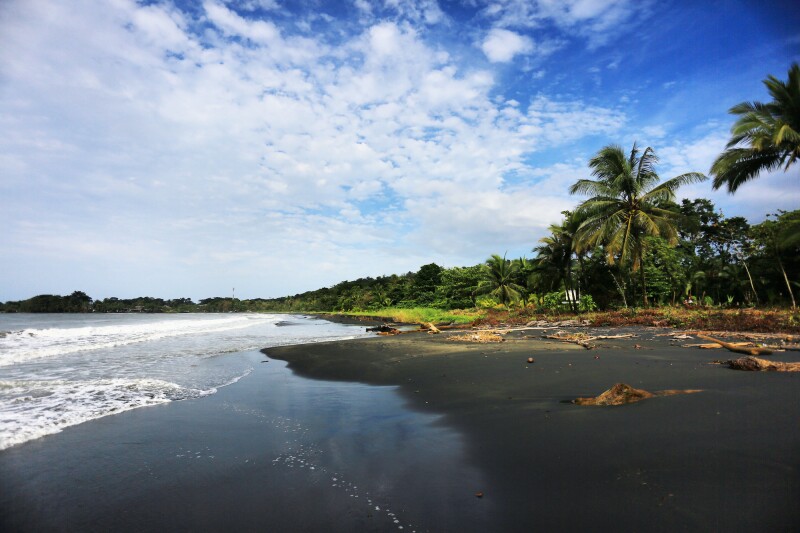 A wide black-sand beach lined with palm trees
