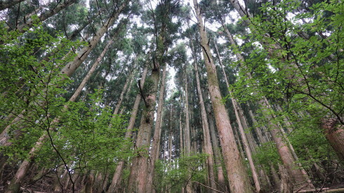 Why You Should Go Forest Bathing in Japan