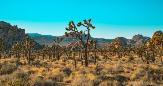 Joshue trees dot the landscape in Joshua Tree National Park with rocky, bouldered hills in the background