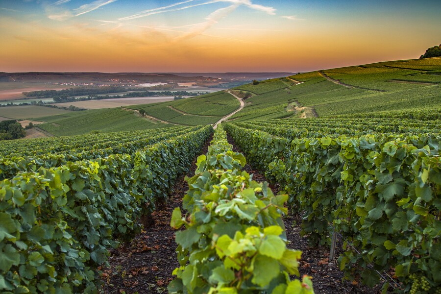 In France, the Champagne Region Gets Its First Wellness Resort