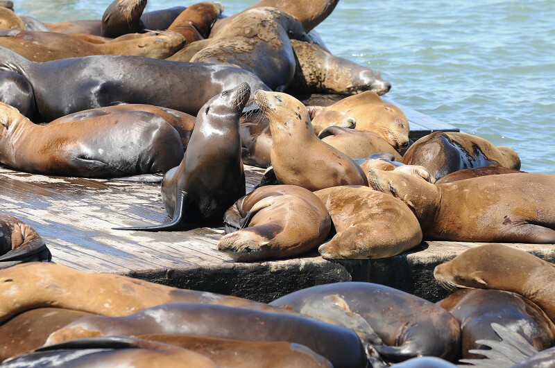 They may be noisy and a little smelly, but sea lions are easy to love.