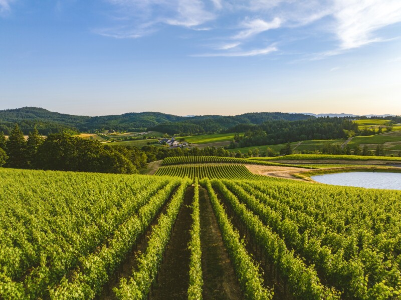 Rows of vineyard in Willamette Valley Oregon