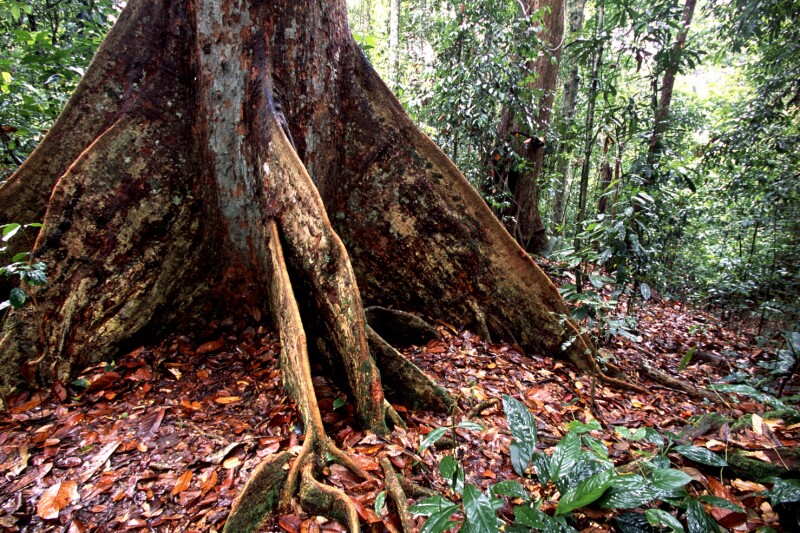 Buttressed roots provide stability to towering rain forest trees such as the banyans, ironwoods, and dipterocarps.