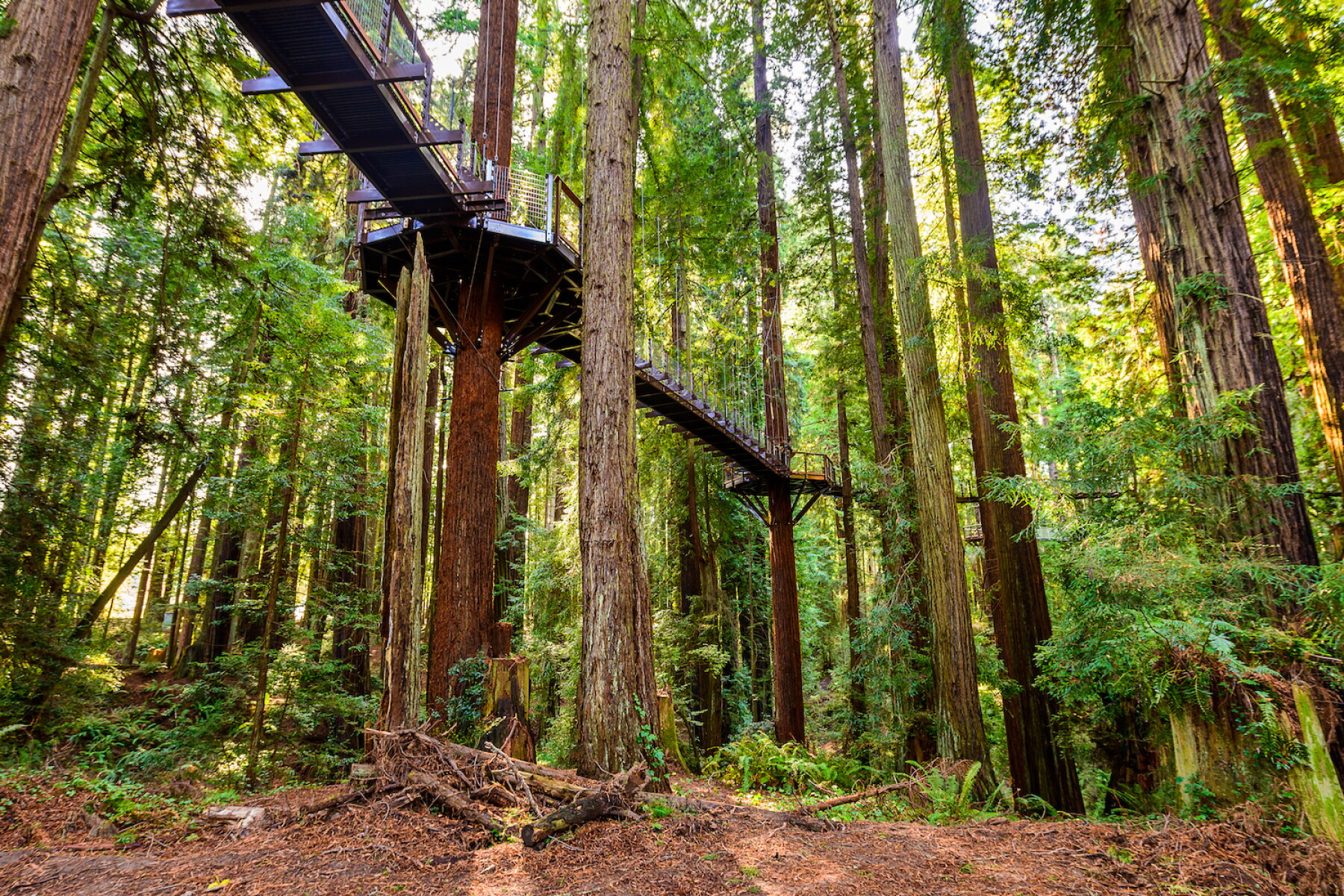 Red Tree Walk Walk Among the Treetops on the New Redwood Sky Walk - AFAR